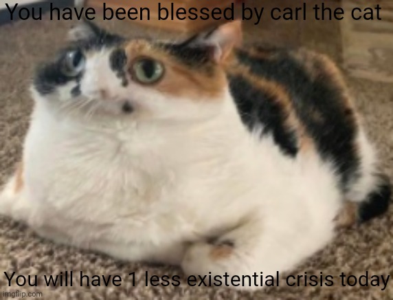 Have a good day | You have been blessed by carl the cat; You will have 1 less existential crisis today | image tagged in what,cat,wholesome,memes | made w/ Imgflip meme maker