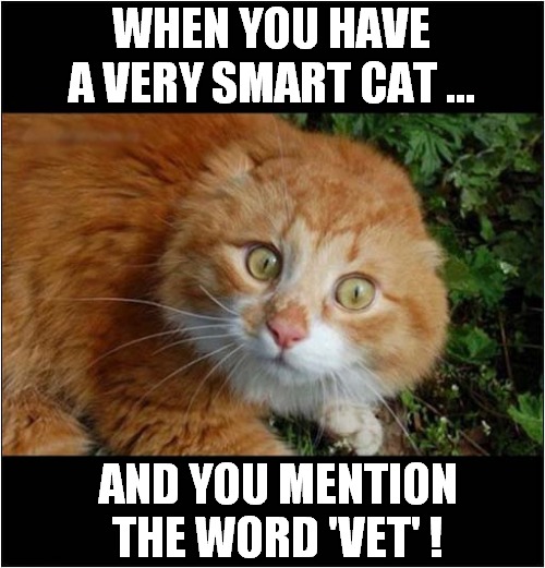 Just Look At That Face ! | WHEN YOU HAVE A VERY SMART CAT ... AND YOU MENTION THE WORD 'VET' ! | image tagged in cats,smart,understanding,vets | made w/ Imgflip meme maker
