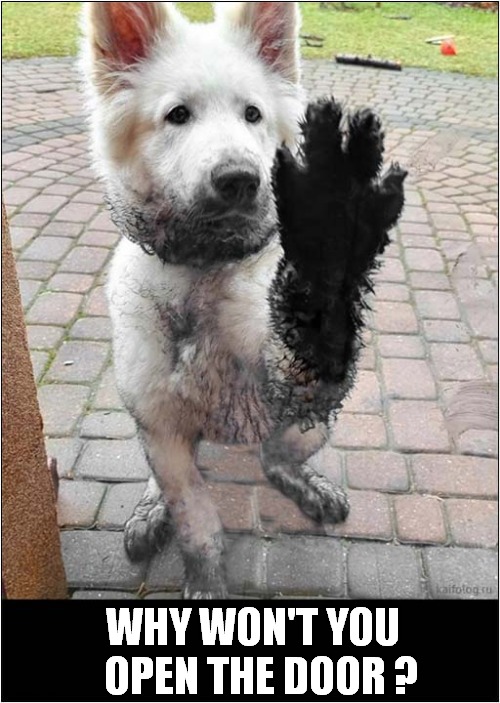 A Muddy Paw | WHY WON'T YOU
   OPEN THE DOOR ? | image tagged in dogs,muddy,paws,let me in | made w/ Imgflip meme maker