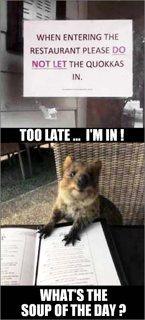 I Would Open The Door ! | TOO LATE ...  I'M IN ! WHAT'S THE SOUP OF THE DAY ? | image tagged in warning sign,quokka | made w/ Imgflip meme maker