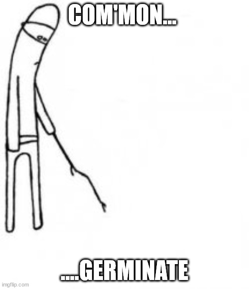 Poke with stick | COM'MON... ....GERMINATE | image tagged in poke with stick | made w/ Imgflip meme maker