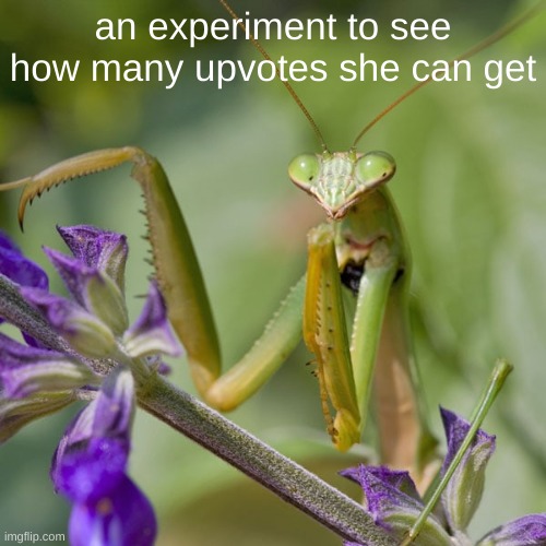 How many upvotes do you think she will get? | an experiment to see how many upvotes she can get | image tagged in custom template,praying mantis,upvotes | made w/ Imgflip meme maker