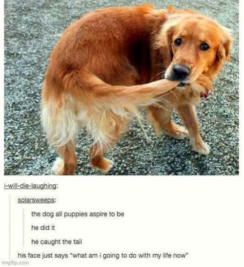 now what | image tagged in doggo,tail,memes | made w/ Imgflip meme maker