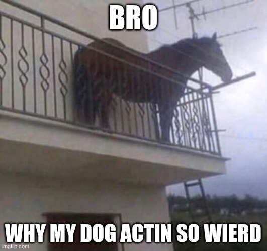 Juan | BRO; WHY MY DOG ACTIN SO WIERD | image tagged in juan | made w/ Imgflip meme maker
