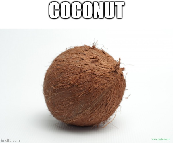 Coconut | COCONUT | image tagged in coconut | made w/ Imgflip meme maker