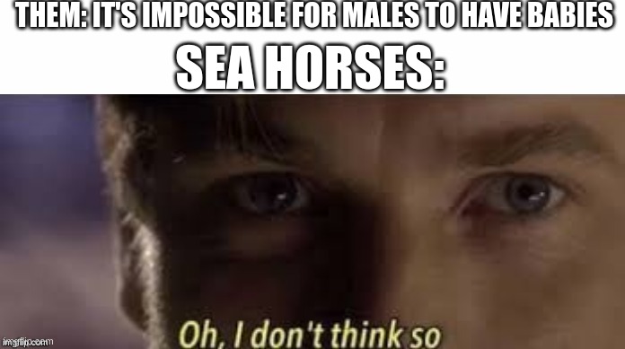 sea horses | THEM: IT'S IMPOSSIBLE FOR MALES TO HAVE BABIES; SEA HORSES: | image tagged in oh i don't think so | made w/ Imgflip meme maker