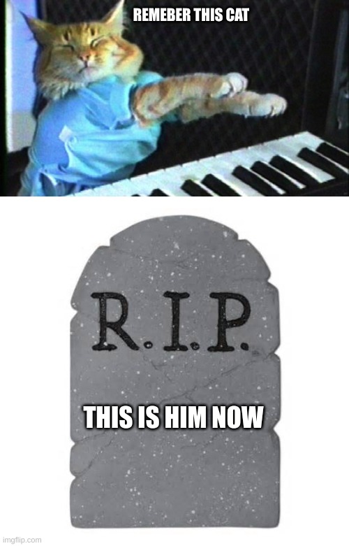 REMEBER THIS CAT; THIS IS HIM NOW | image tagged in piano cat,tombstone | made w/ Imgflip meme maker