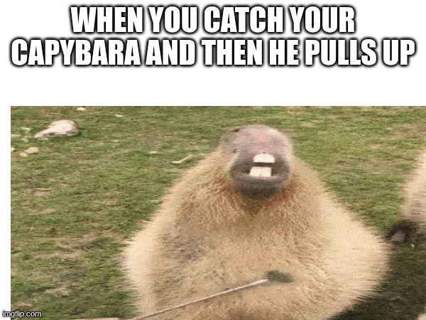 capybara | WHEN YOU CATCH YOUR CAPYBARA AND THEN HE PULLS UP | image tagged in memes,funny,capybara | made w/ Imgflip meme maker