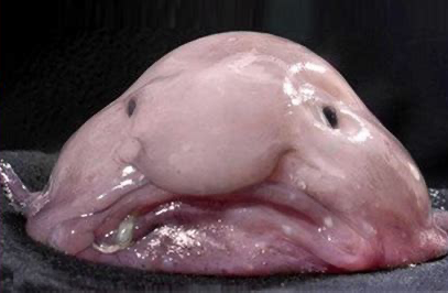 Blobfish Blank Meme Template