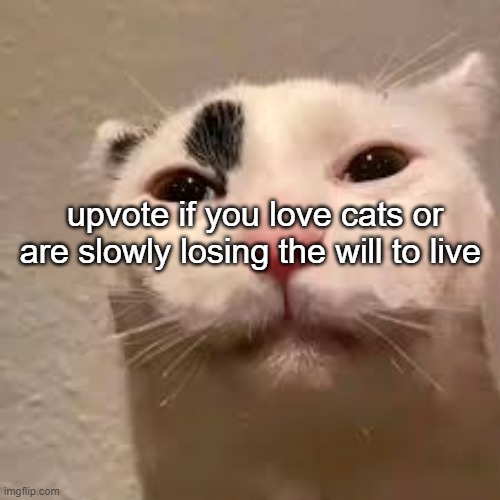 or both | upvote if you love cats or are slowly losing the will to live | image tagged in suicide,cat,cats | made w/ Imgflip meme maker