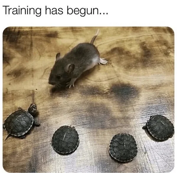 High Quality Ninja Turtles Blank Meme Template