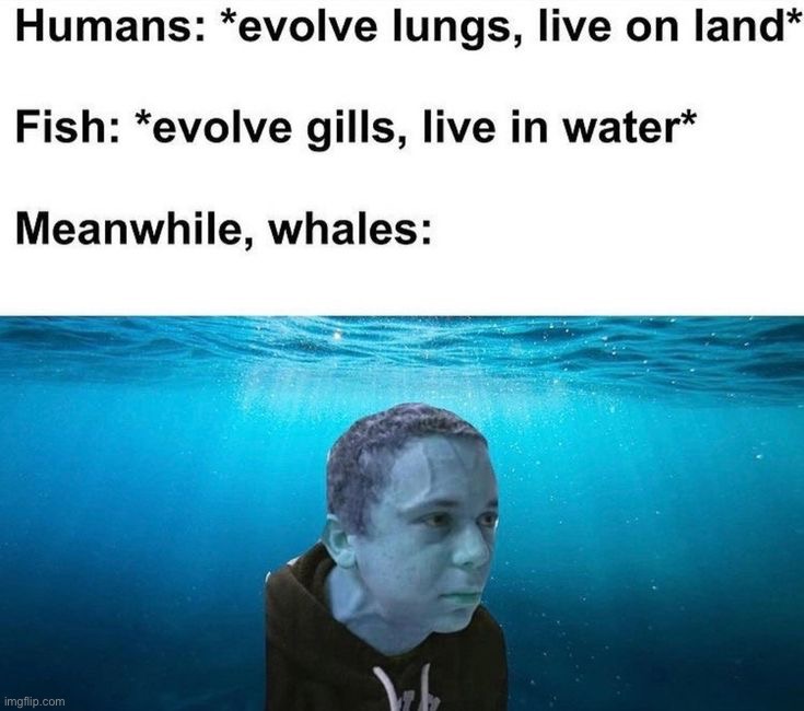 image tagged in memes,funny | made w/ Imgflip meme maker