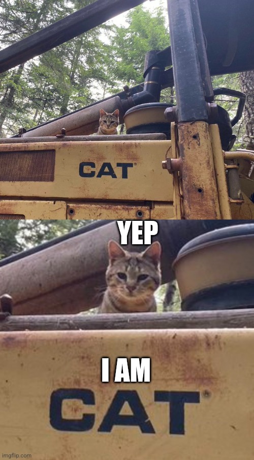 CAT ON A CAT | YEP; I AM | image tagged in cats,funny cats | made w/ Imgflip meme maker