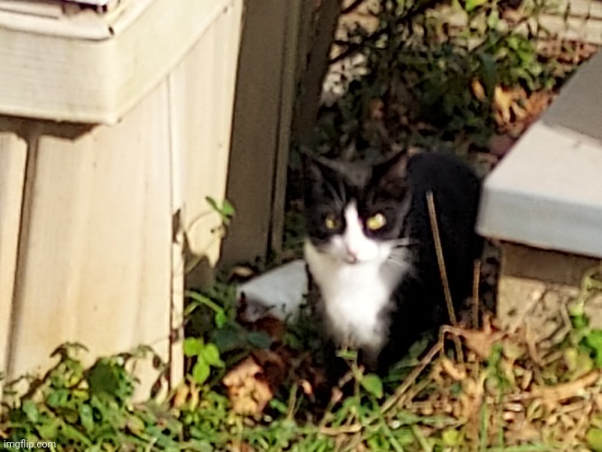 A cat I found in West Virginia (USA) in 30 Oct 2022 | image tagged in cat,usa,west virginia | made w/ Imgflip meme maker