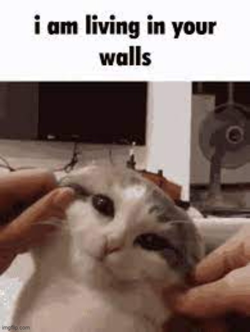:33 | image tagged in cats,walls,living | made w/ Imgflip meme maker