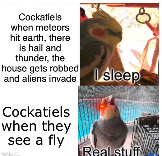 AAAAAAAAAA (this is my pet bird in the template) | Cockatiels when meteors hit earth, there is hail and thunder, the house gets robbed and aliens invade; Cockatiels when they see a fly | image tagged in memes,birds,pets | made w/ Imgflip meme maker