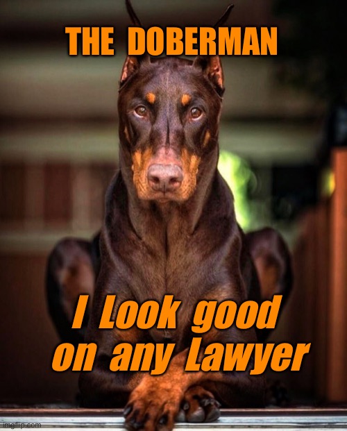 The Doberman Dog | THE  DOBERMAN; I  Look  good  on  any  Lawyer | image tagged in doberman,i look good,on any lawyer,fun | made w/ Imgflip meme maker