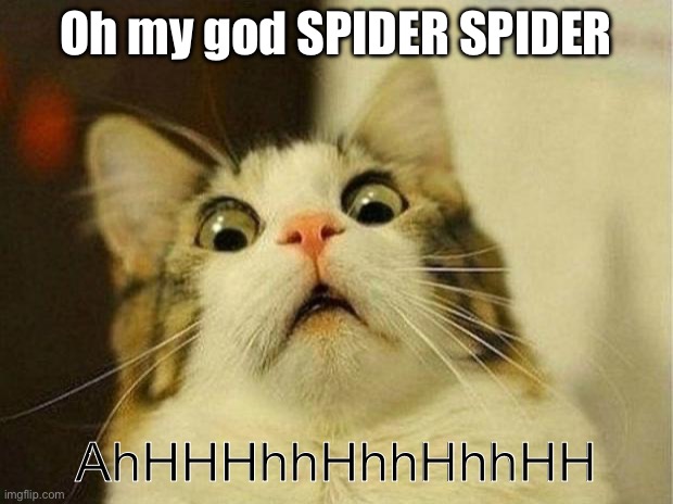 Scared Cat Meme | Oh my god SPIDER SPIDER; AhHHHhhHhhHhhHH | image tagged in memes,scared cat | made w/ Imgflip meme maker