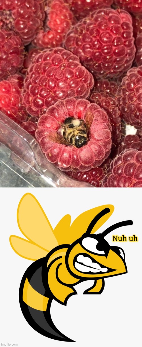 An insect in the raspberries | Nuh uh | image tagged in angry bee,reposts,repost,you had one job,memes,raspberries | made w/ Imgflip meme maker