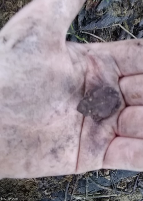 HIII I FOUND A TOAD I AINT SEEN NONE IN A WHILE god i have fatass hands though | made w/ Imgflip meme maker
