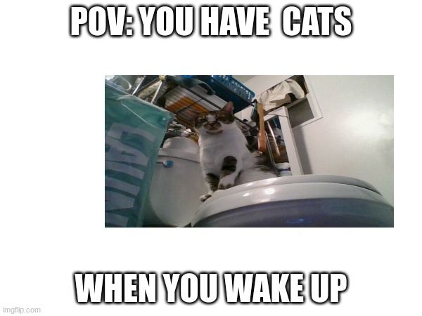 cat | POV: YOU HAVE  CATS; WHEN YOU WAKE UP | image tagged in funny,memes,cat | made w/ Imgflip meme maker