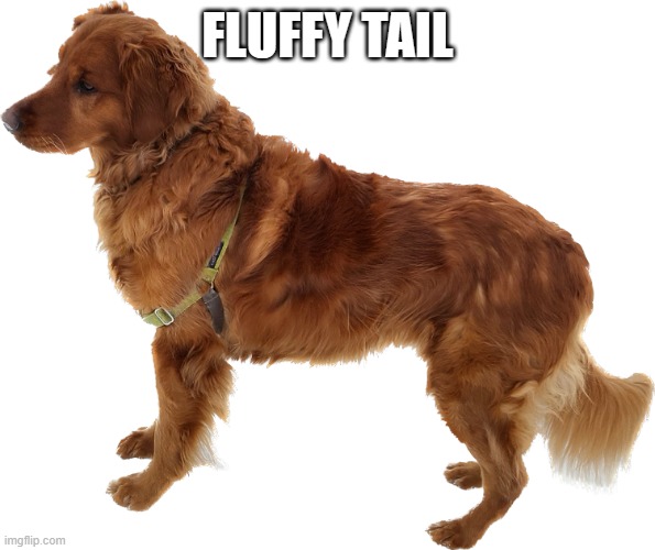 Golden retriever | FLUFFY TAIL | image tagged in golden retriever | made w/ Imgflip meme maker