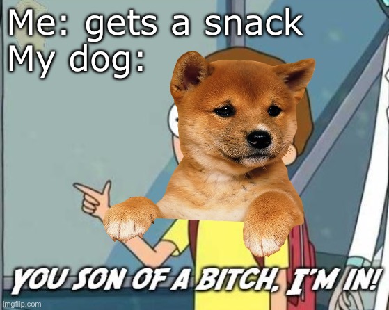 Dog is in | Me: gets a snack
My dog: | image tagged in dog,dog food,foods,snack | made w/ Imgflip meme maker
