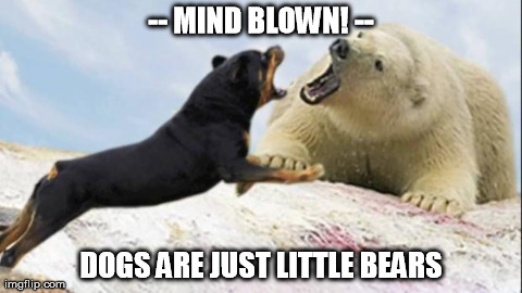 -- MIND BLOWN! -- DOGS ARE JUST LITTLE BEARS | image tagged in overpower | made w/ Imgflip meme maker