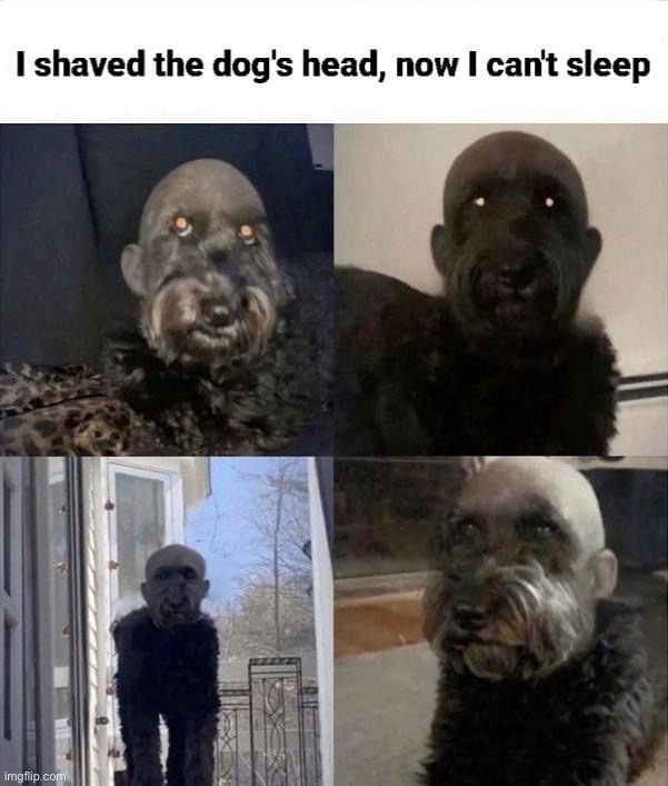 Shaved dog head | image tagged in shaved dog head | made w/ Imgflip meme maker