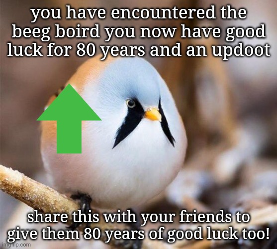 BOIRD | you have encountered the beeg boird you now have good luck for 80 years and an updoot; share this with your friends to give them 80 years of good luck too! | image tagged in borb,birb | made w/ Imgflip meme maker
