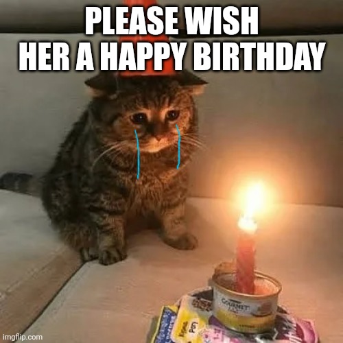 Could you please wish her a happy birthday? | PLEASE WISH HER A HAPPY BIRTHDAY | image tagged in sad kitty alone on their birthday | made w/ Imgflip meme maker