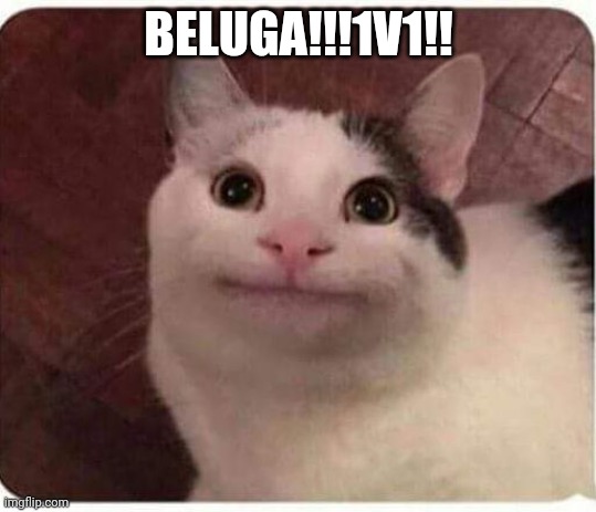 Beluga (Not the whale) | BELUGA!!!1V1!! | image tagged in polite cat | made w/ Imgflip meme maker