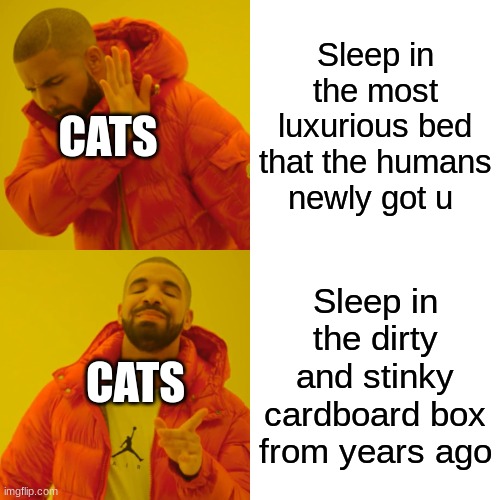 Drake Hotline Bling | Sleep in the most luxurious bed that the humans newly got u; CATS; Sleep in the dirty and stinky cardboard box from years ago; CATS | image tagged in memes,drake hotline bling | made w/ Imgflip meme maker