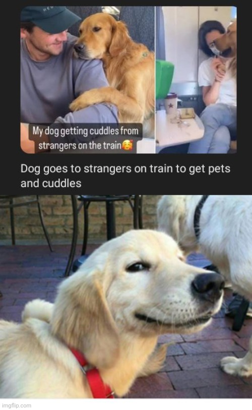 Pets and cuddles on the train | image tagged in satisfied doggo,train,dogs,dog,memes,cuddles | made w/ Imgflip meme maker