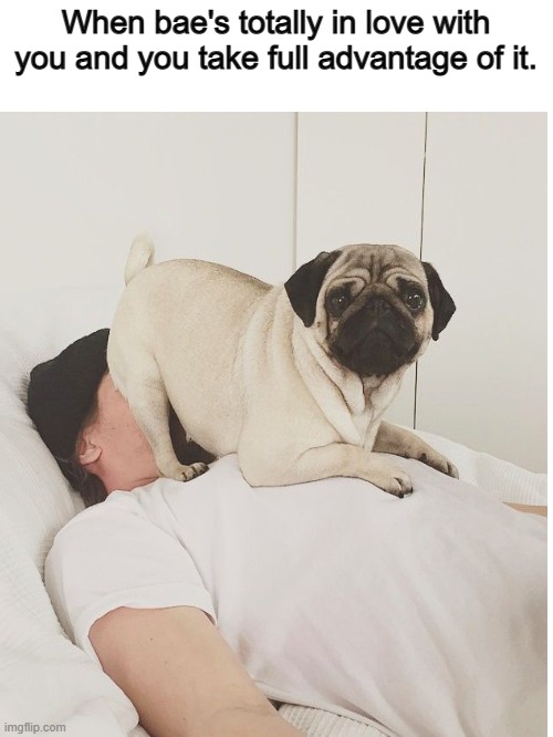 I have a pug named Chief and luckily he don't do this | When bae's totally in love with you and you take full advantage of it. | image tagged in pugs,funny | made w/ Imgflip meme maker