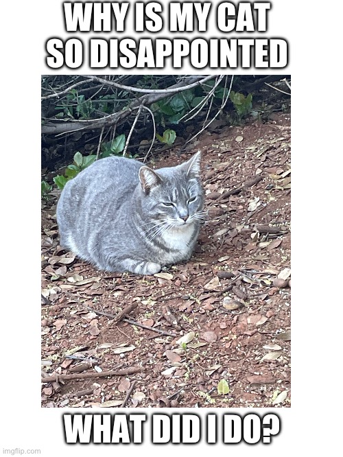 Not you too! | WHY IS MY CAT SO DISAPPOINTED; WHAT DID I DO? | image tagged in memes,disappointment | made w/ Imgflip meme maker