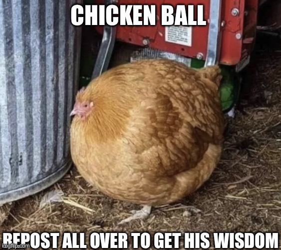 The all mighty chicken ball | CHICKEN BALL; REPOST ALL OVER TO GET HIS WISDOM | image tagged in chicken ball,funny | made w/ Imgflip meme maker