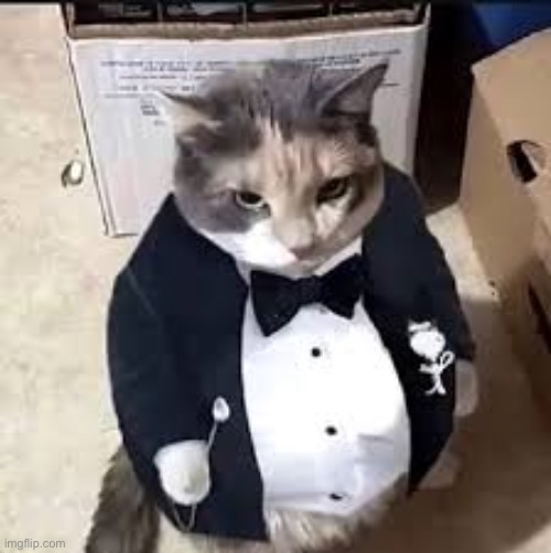 tux cat | image tagged in tux cat | made w/ Imgflip meme maker