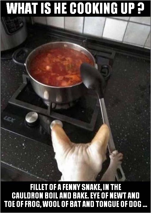 Follow This Cat For More Recipes ! | WHAT IS HE COOKING UP ? FILLET OF A FENNY SNAKE, IN THE CAULDRON BOIL AND BAKE. EYE OF NEWT AND TOE OF FROG, WOOL OF BAT AND TONGUE OF DOG ... | image tagged in cats,recipe,shakespeare,macbeth | made w/ Imgflip meme maker