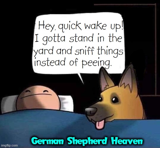 Dogs: you gotta love 'em... but not at 4 in the mornin' | German Shepherd Heaven | image tagged in vince vance,dogs,german shepherd,memes,comics/cartoons,walking the dog | made w/ Imgflip meme maker