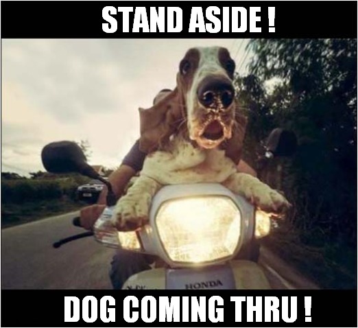 Moments Before Disaster ! | STAND ASIDE ! DOG COMING THRU ! | image tagged in dogs,basset hound,motorbike,disaster | made w/ Imgflip meme maker