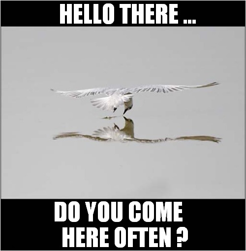On Reflection ... | HELLO THERE ... DO YOU COME 
  HERE OFTEN ? | image tagged in seagull,reflection | made w/ Imgflip meme maker