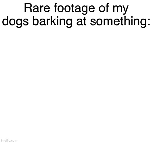 Rare footage of my dogs barking at something: | image tagged in memes,funny,relatable | made w/ Imgflip meme maker