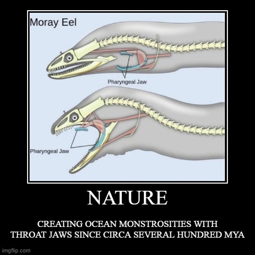 moray eels are terrifying | image tagged in funny,demotivationals | made w/ Imgflip demotivational maker