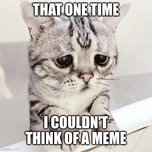 Sad cat | THAT ONE TIME; I COULDN'T THINK OF A MEME | image tagged in sad cat | made w/ Imgflip meme maker