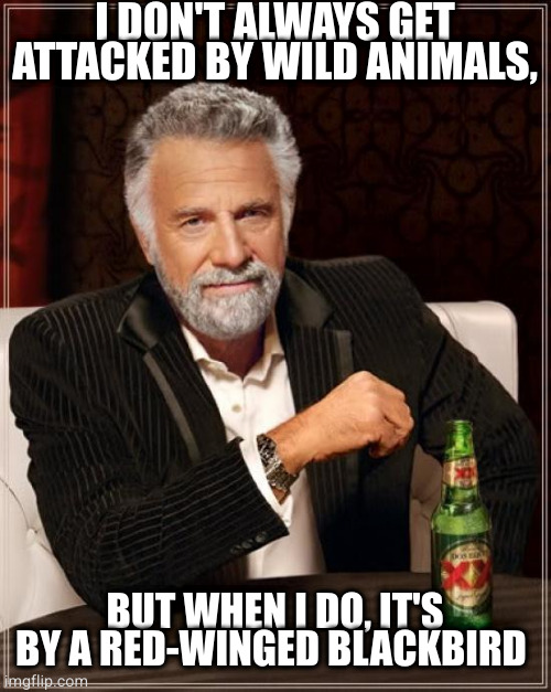 The Most Interesting Man In The World Meme | I DON'T ALWAYS GET ATTACKED BY WILD ANIMALS, BUT WHEN I DO, IT'S BY A RED-WINGED BLACKBIRD | image tagged in memes,the most interesting man in the world,milwaukee | made w/ Imgflip meme maker