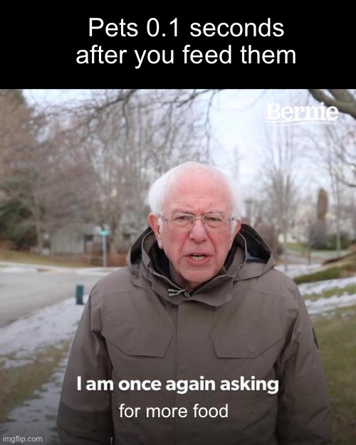 Bernie I Am Once Again Asking For Your Support | Pets 0.1 seconds after you feed them; for more food | image tagged in memes,bernie i am once again asking for your support | made w/ Imgflip meme maker
