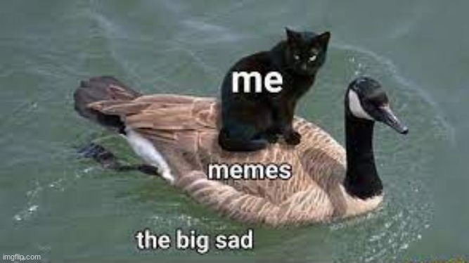 To all those going through it rn | image tagged in memes,relatable,cat,goose,i never know what to put for tags | made w/ Imgflip meme maker