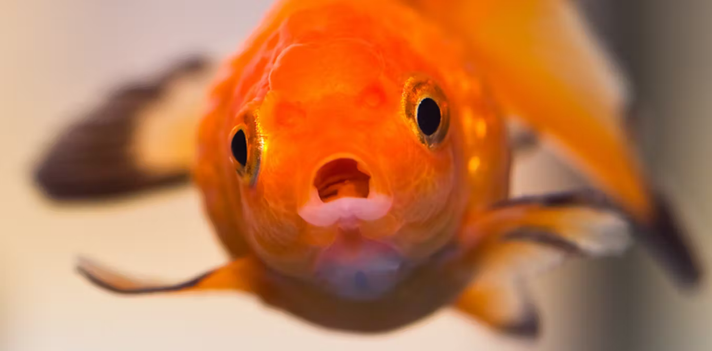 High Quality surprised goldfish Blank Meme Template