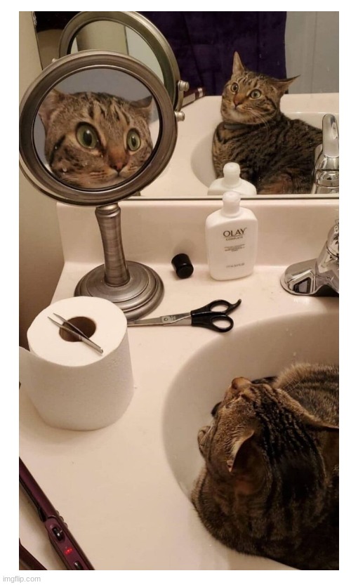 image tagged in funny,cat,bathroom,sink | made w/ Imgflip meme maker